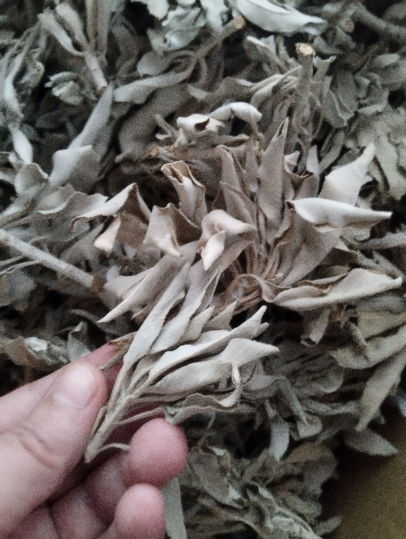 激安価格タイムセール☆無農薬ホワイトセージ枝付きクラスター１ｋｇ