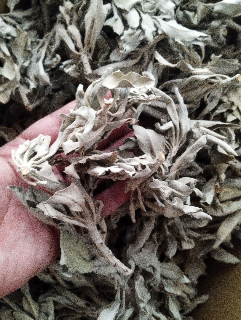 激安価格タイムセール☆無農薬ホワイトセージ枝付きクラスター１ｋｇ