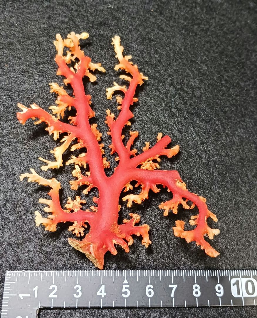 Y2678-1 国産赤珊瑚原木 血赤珊瑚 総重量28.7g 太軸