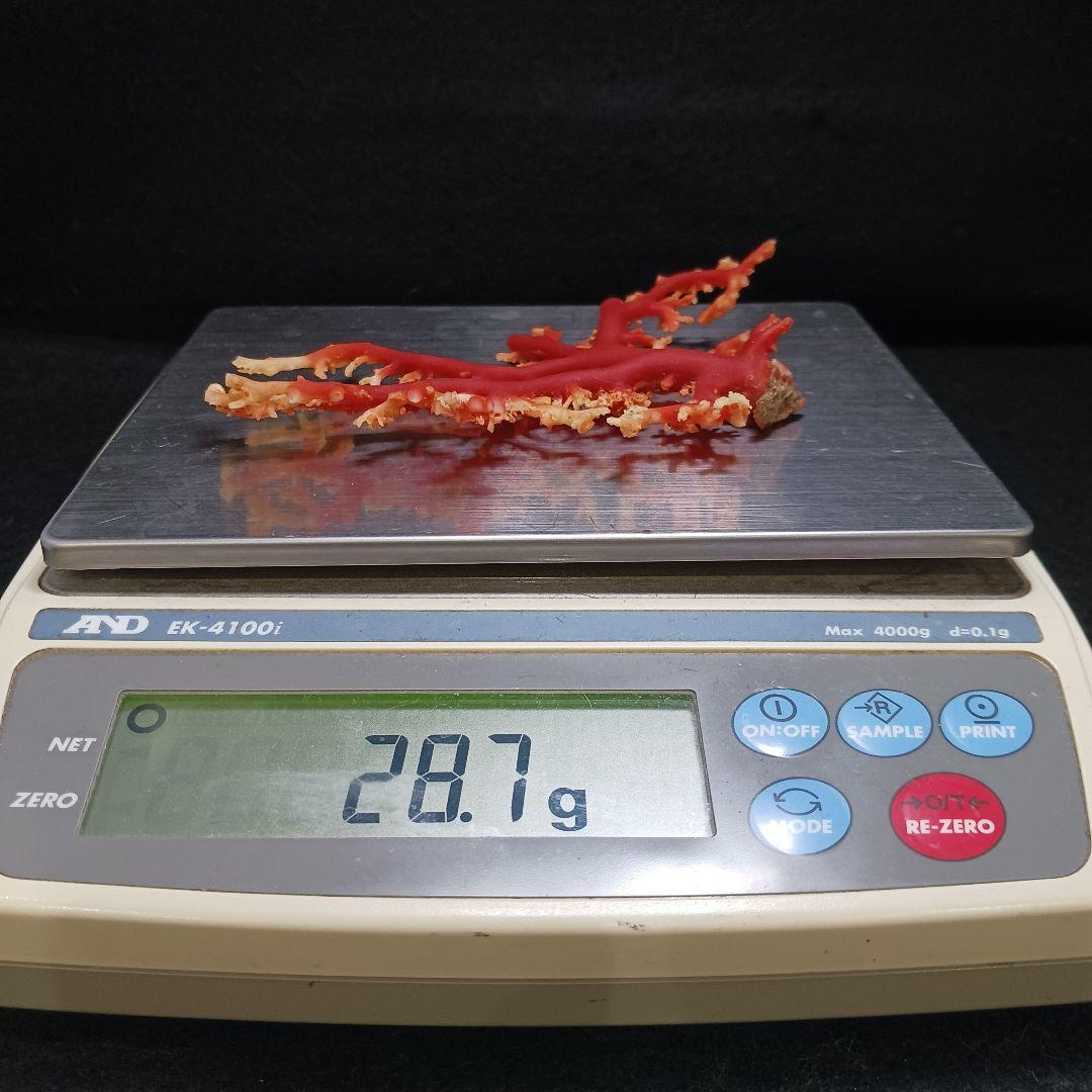 Y2678-1 国産赤珊瑚原木 血赤珊瑚 総重量28.7g 太軸