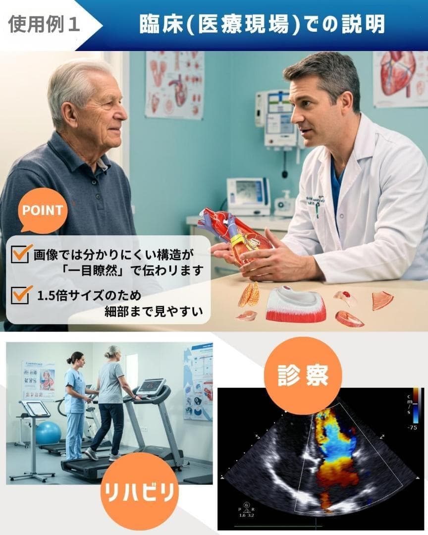 ⭐️新品 KIYOMARU 心臓模型 1.5倍大 10パーツ分解 医療 教育用途