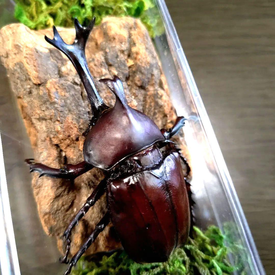 超特大野生宝物カブトムシ標本83mm級頭角幅18.4mm胸角幅5.7mmぐらい