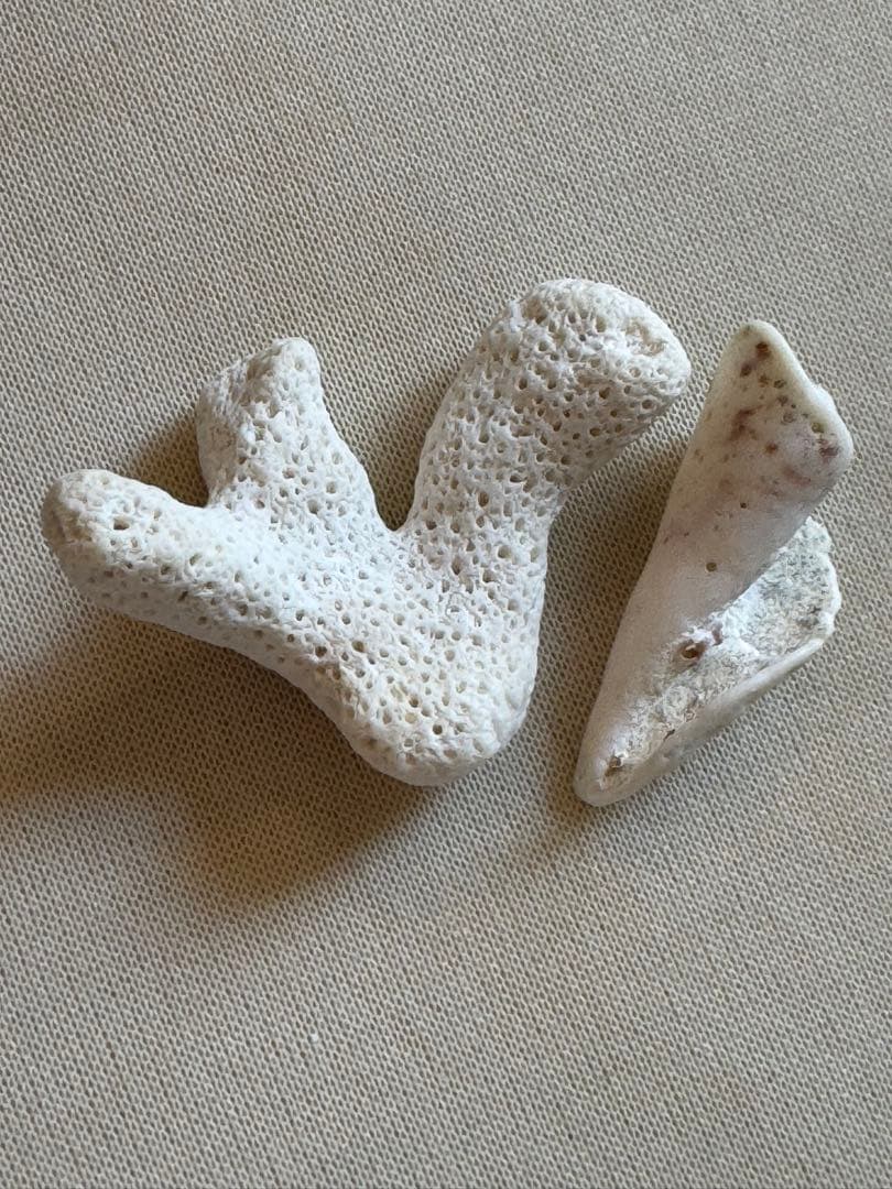 白いサンゴのインテリア装飾 波動注入済み　電磁波軽減