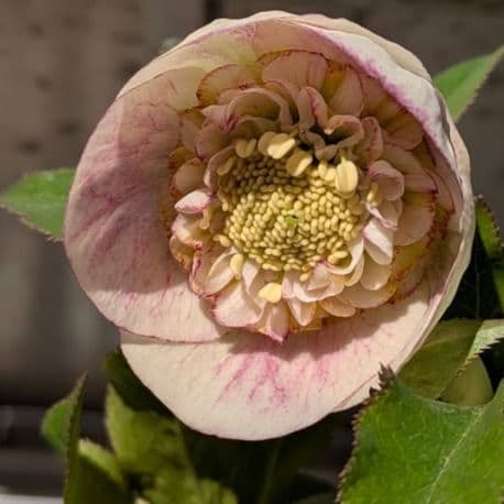 クリスマスローズ　モーリープリマヴェーラ　株分け　宿根草　苗　鉢　バラ