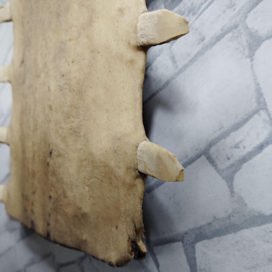 ​【超希少・特大80cm】ノコギリギス 吻 剥製 ブラジル ノコギリザメ 天然物