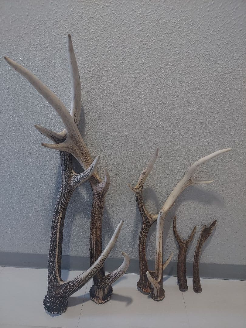 蝦夷鹿角　おまとめ　6本　大きさ色々