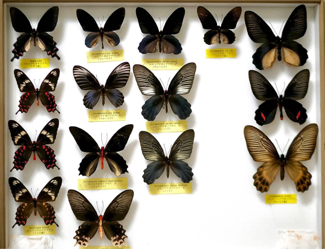 蝶標本 アケボノアゲハ・ジャコウアゲハ各種 産地別コレクション