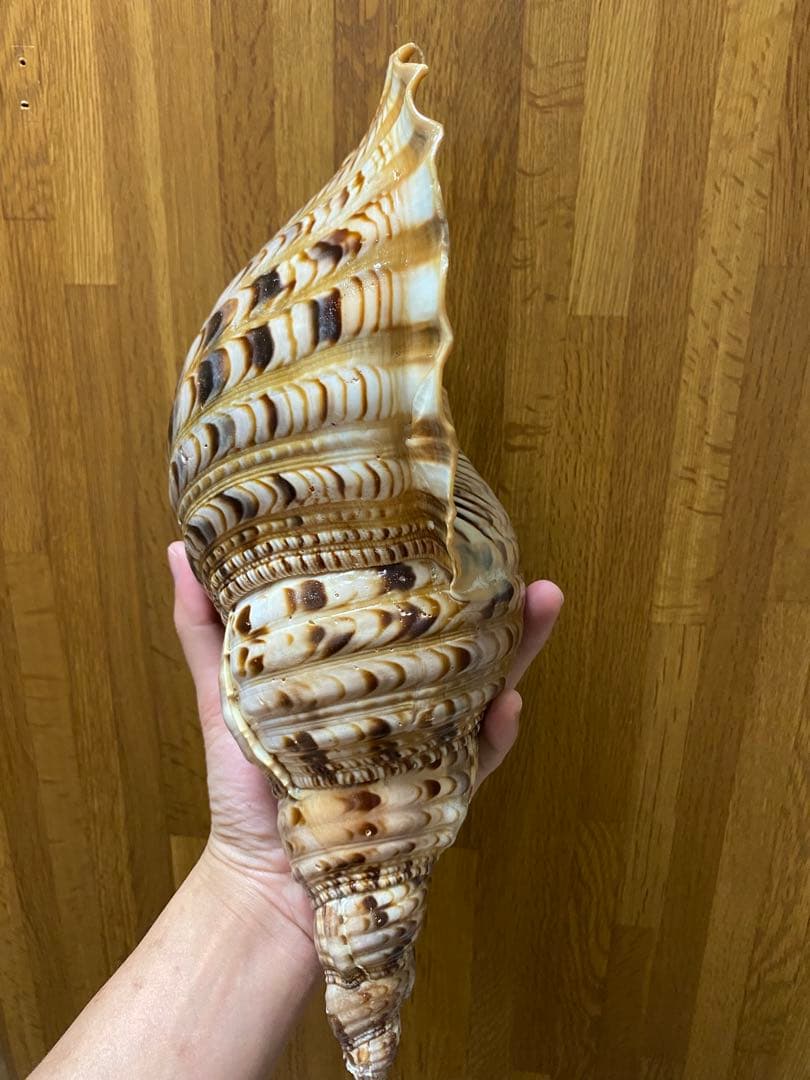 法螺貝　ホラ貝　36cm 650g