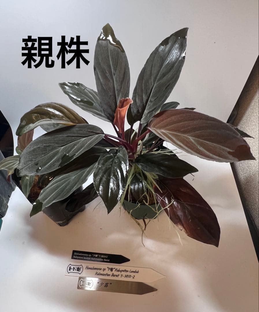 P*A様 Homalomena sp. “夕霧” T-3810-2 ホマロメナ