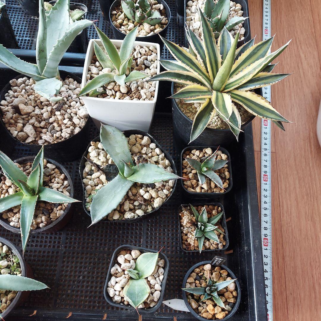 アガベ　まとめ　鉢のまま発送　メルカリ便