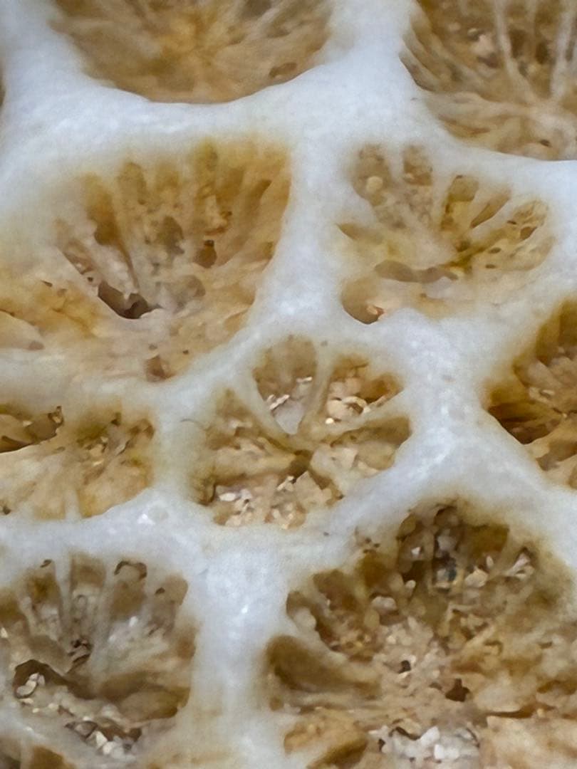 サンゴの化石 手のひらサイズ