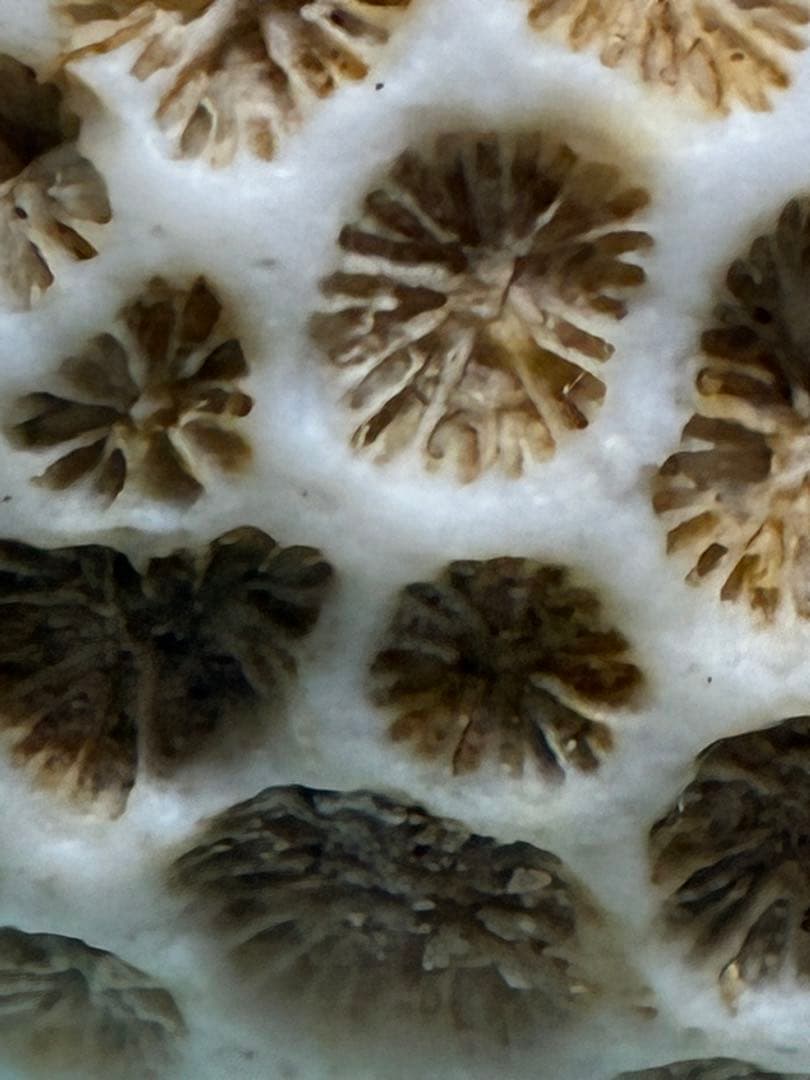 サンゴの化石 手のひらサイズ