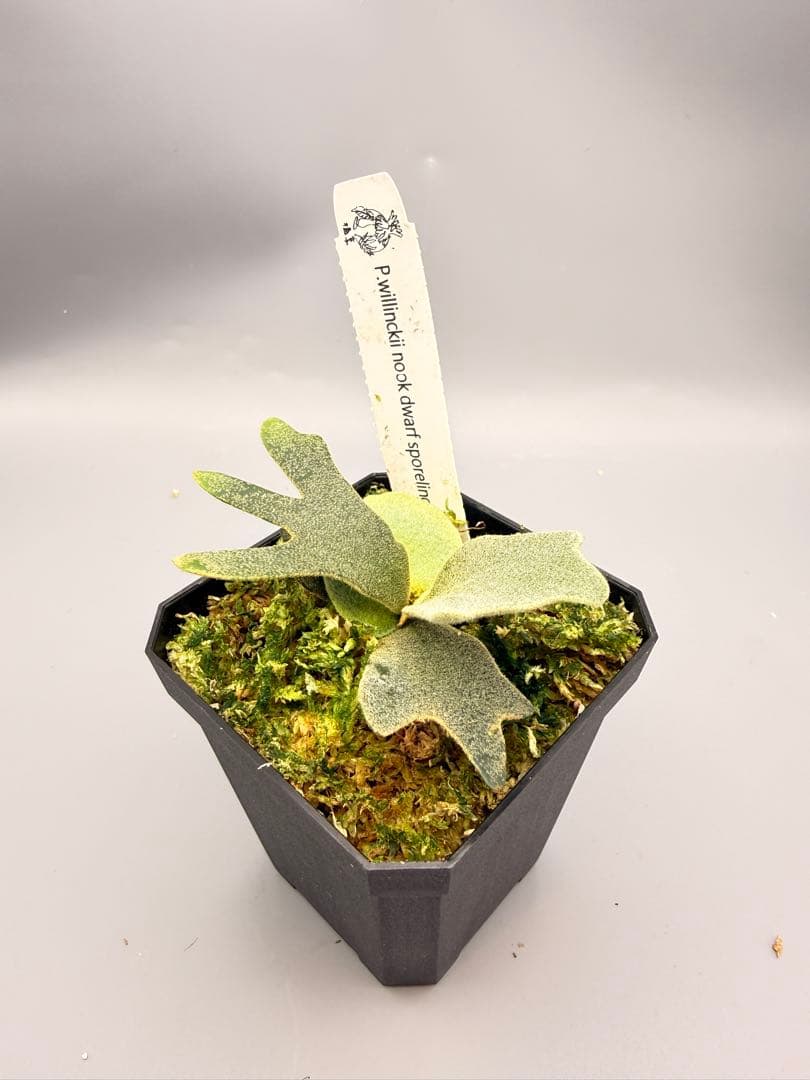 1plants　ビカクシダP.willincki Dwarf Nook特選