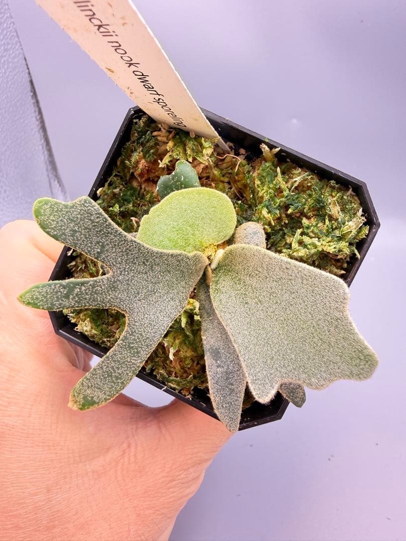 1plants　ビカクシダP.willincki Dwarf Nook特選