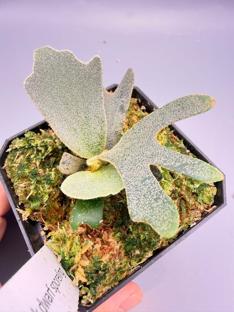 1plants　ビカクシダP.willincki Dwarf Nook特選