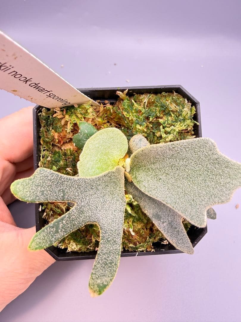 1plants　ビカクシダP.willincki Dwarf Nook特選