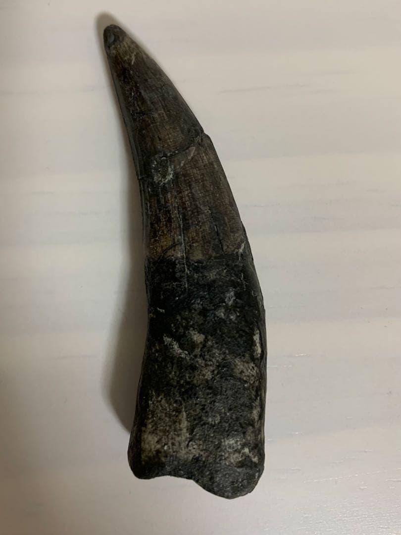 スコミムス　ニジェール産　歯　化石　恐竜