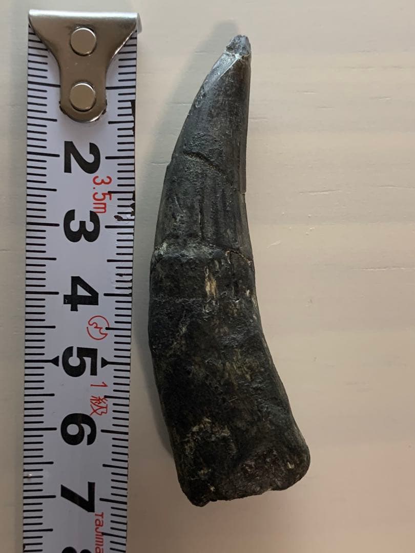 スコミムス　ニジェール産　歯　化石　恐竜