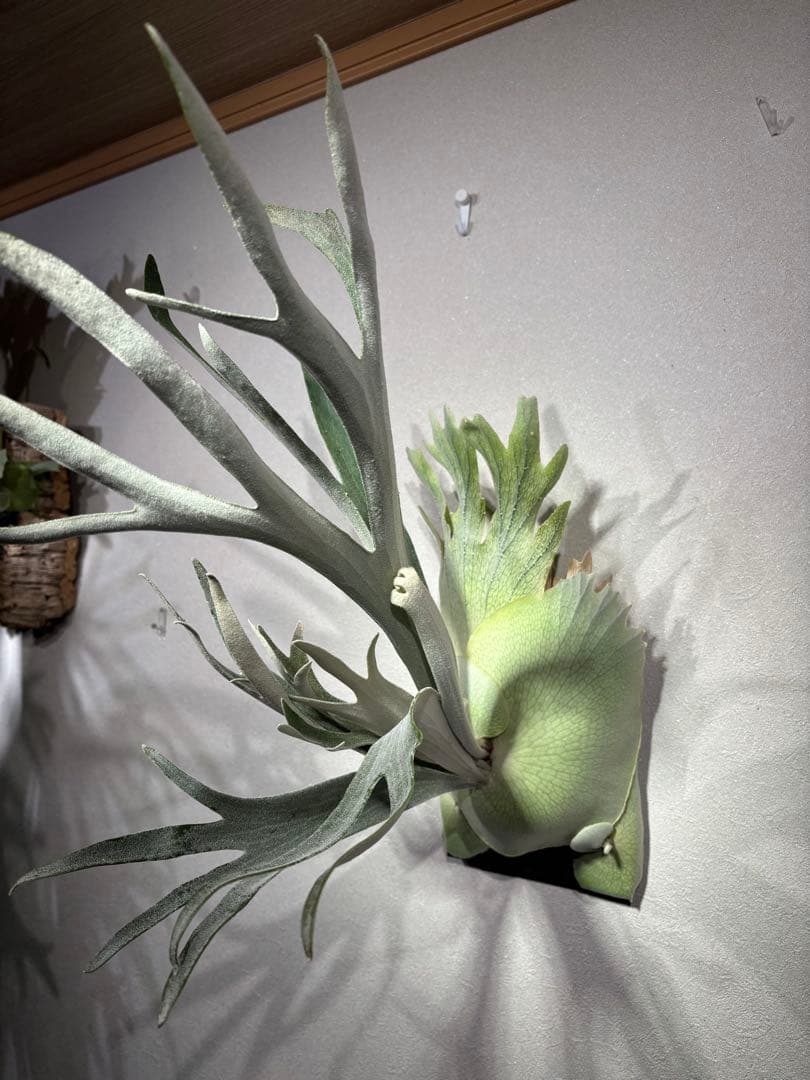 ビカクシダ　ハヌマーン　Hanuman レア