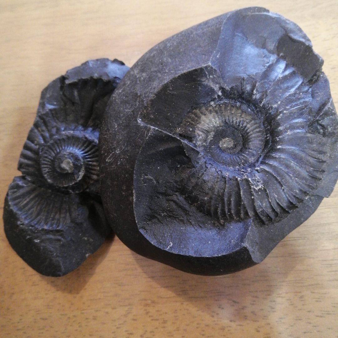 ネパールムクチナート産出。黒色アンモナイト化石 大きいサイズ(希少）