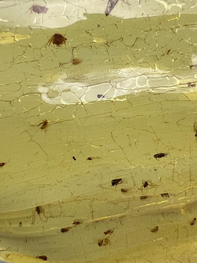 虫入り琥珀　蜘蛛　蚊　大量小さい虫内包　バルティックアンバー　バルト海沿岸地域産