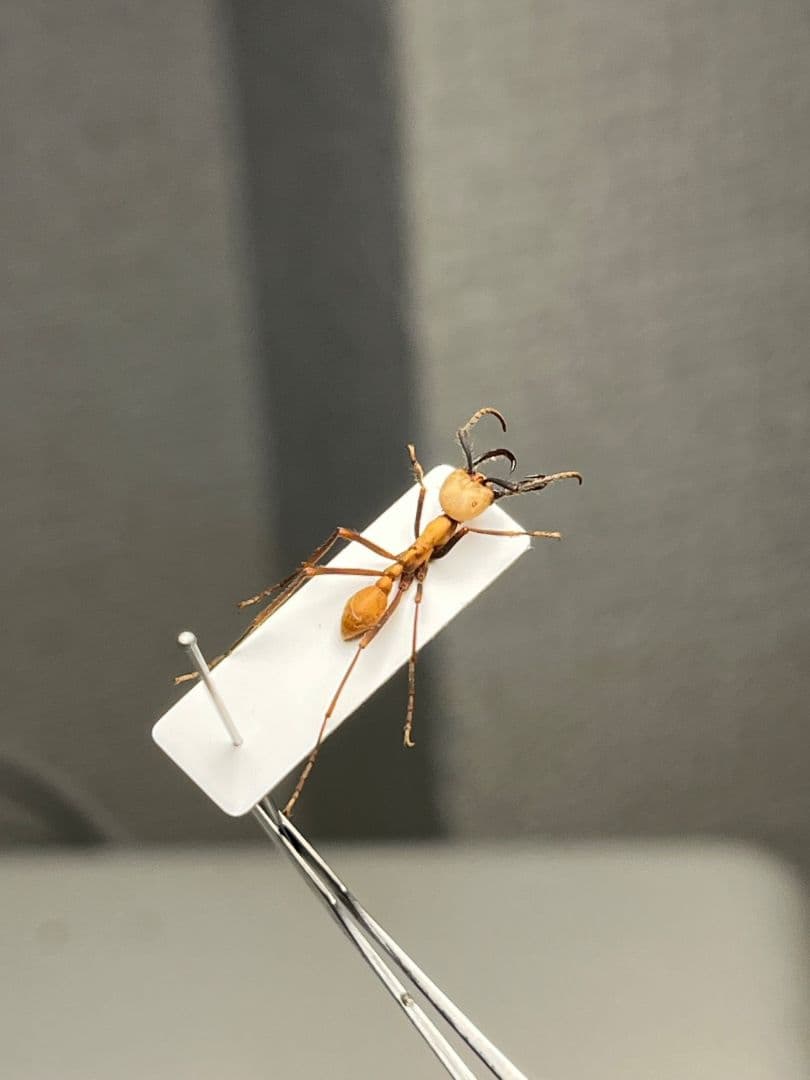 【15mm】グンタイアリ 標本 パラポネラ ソルジャーアントEciton