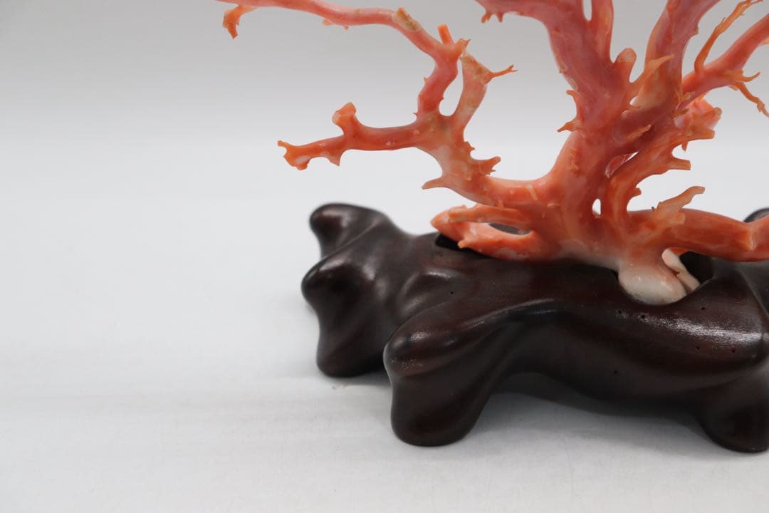 發財樹　縁起物　本珊瑚　重さ約340g 送料込み250814