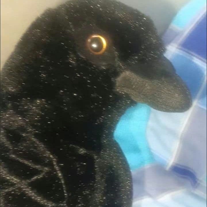 黒いカラスのぬいぐるみ