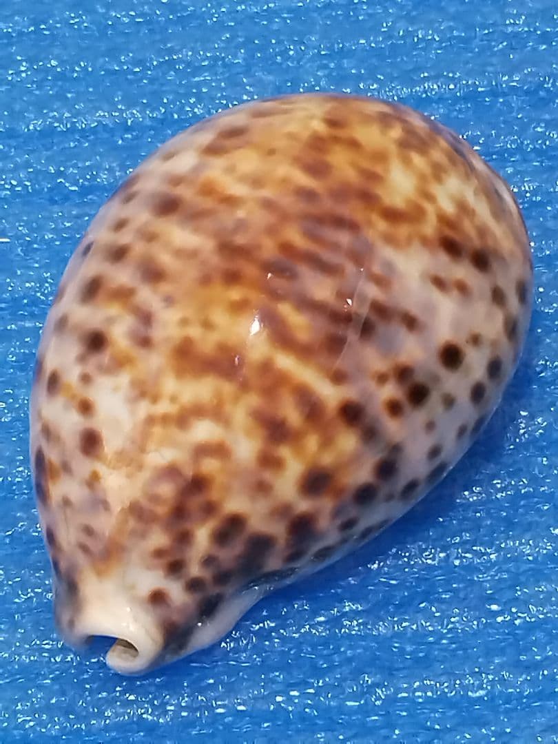 貝殻 105mm ハワイホシダカラ タカラガイ科