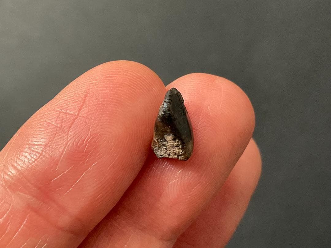 恐竜の歯 トリケラトプス [TR95] 化石 希少