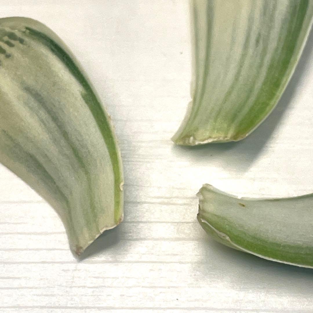 高級ハオルチア　白蛇伝　葉　3枚セット