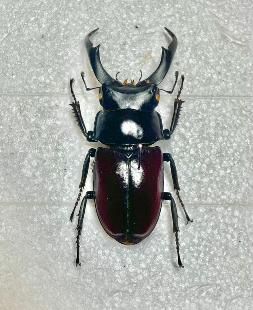 ドンキエルコクワガタ　(赤ドンキ) 70mm標本