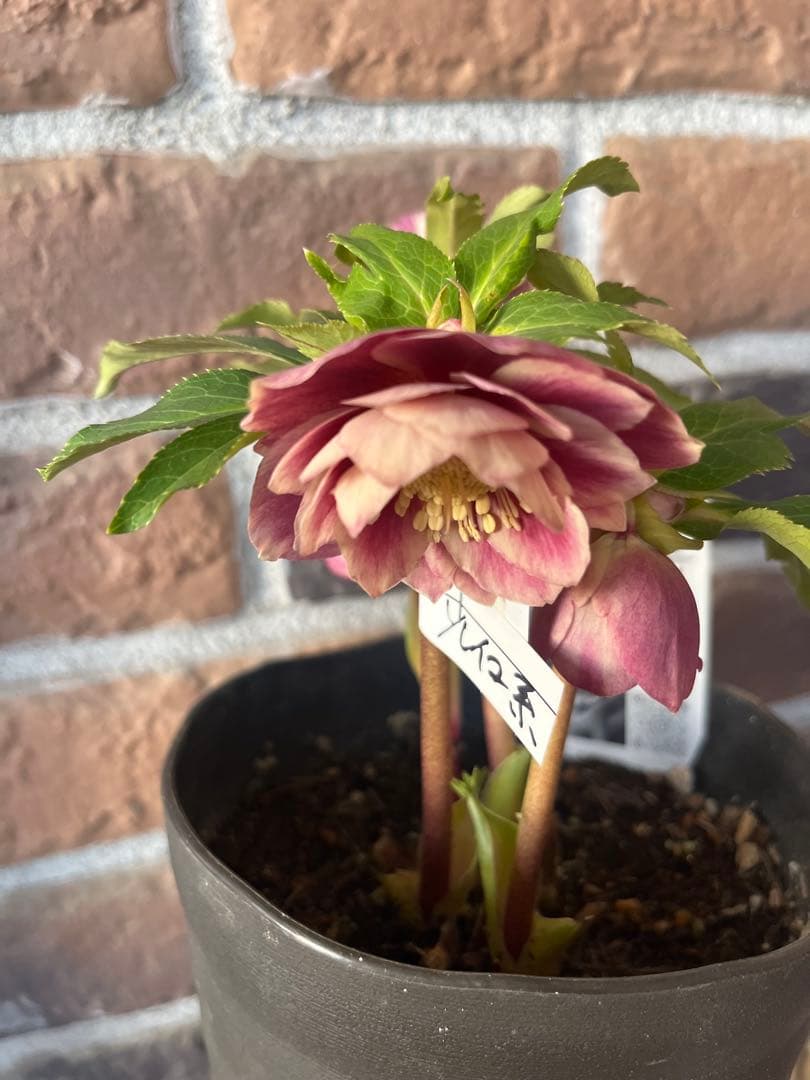 クリスマスローズ　広瀬園芸　ソレイユ系