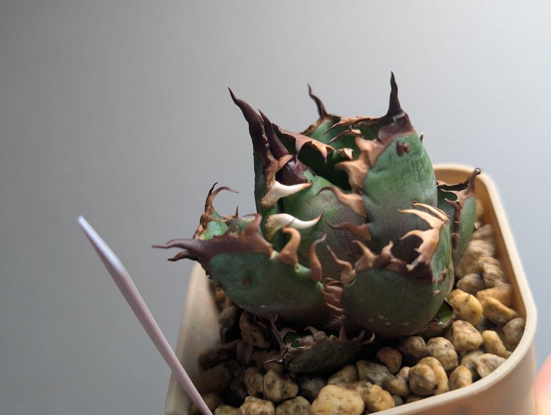 チタノタ「惡魔猫」超コンパクト 超裏棘 タグ・鉢ごと発送