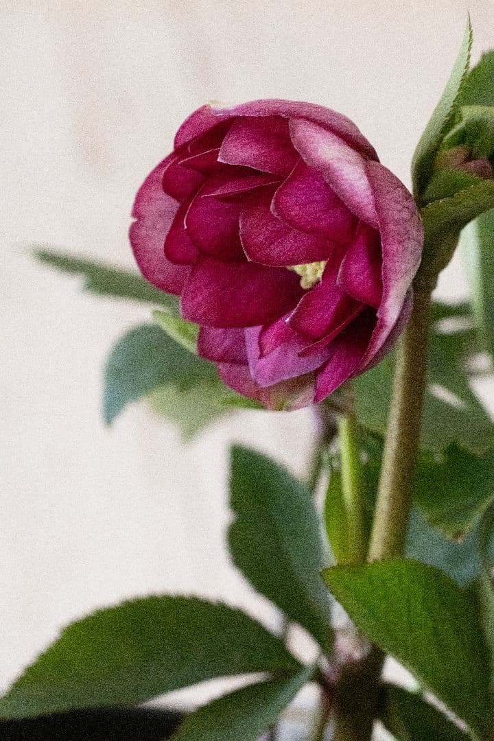 クリスマスローズ 加藤農園 キラメキ グロスレッド 6号開花株