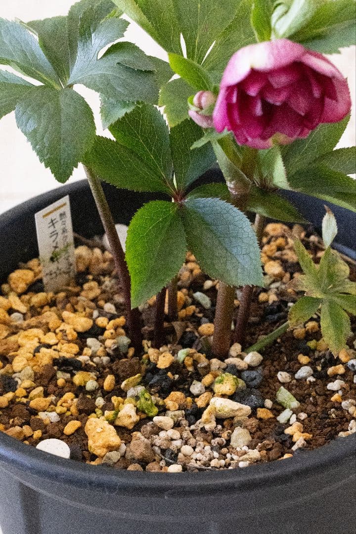 クリスマスローズ 加藤農園 キラメキ グロスレッド 6号開花株