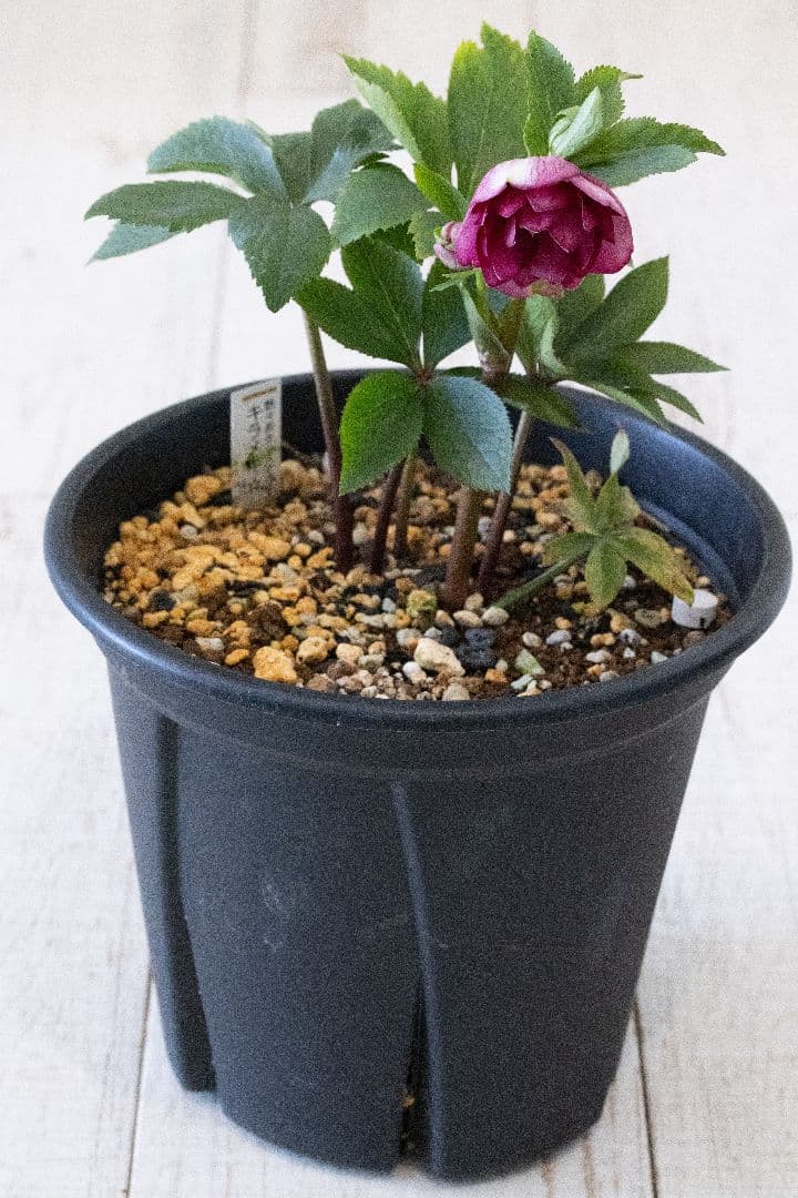 クリスマスローズ 加藤農園 キラメキ グロスレッド 6号開花株