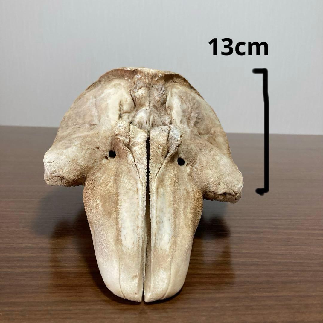 イルカの骨　骨格標本
