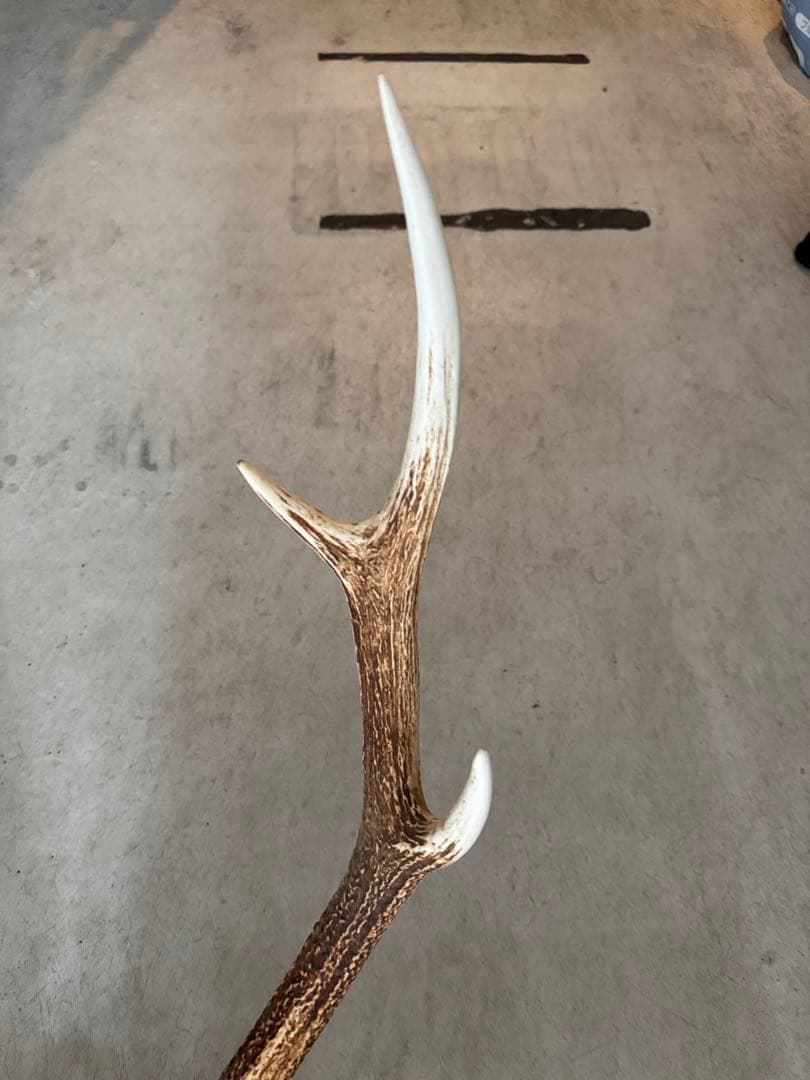 鹿の角立派な北海道蝦夷鹿の角の標本