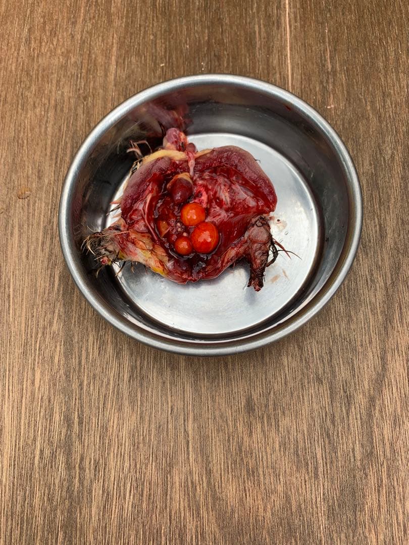 冷凍うずら（85羽）【送料込】