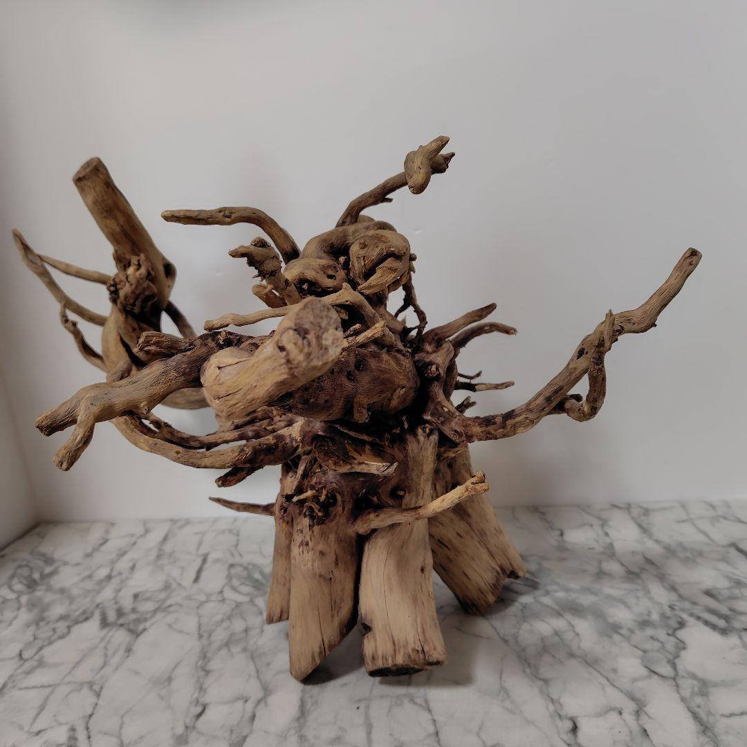 アク抜き済み流木【860】セール