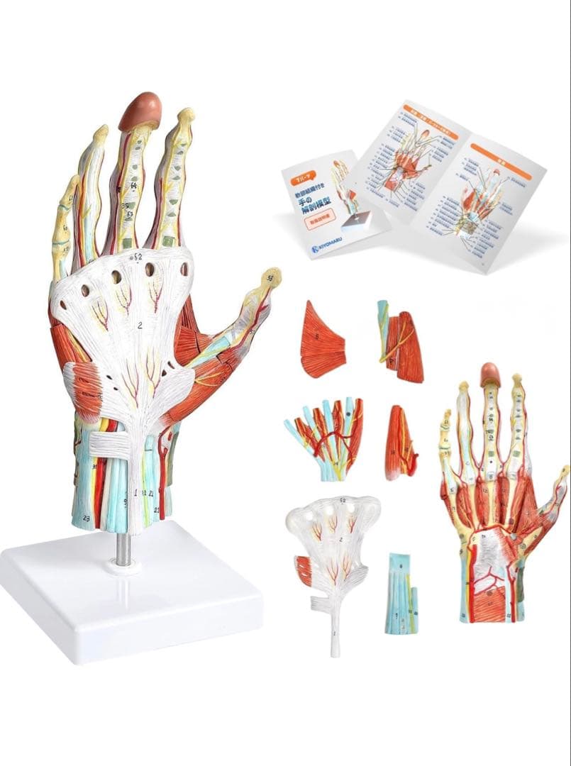 手解剖模型 7パーツ分解 等身大 軟部組織付き 理は人体模型 手関節 教材