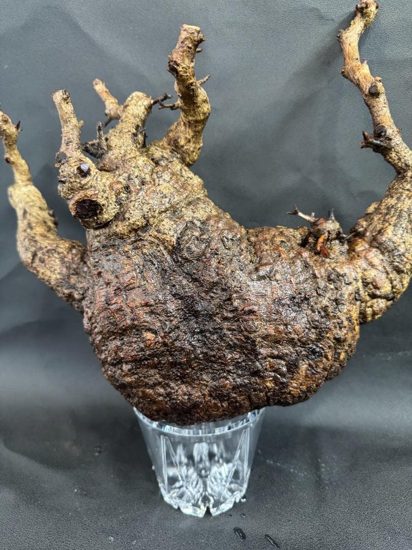 オペルクリカリアパキプス　ベアルート