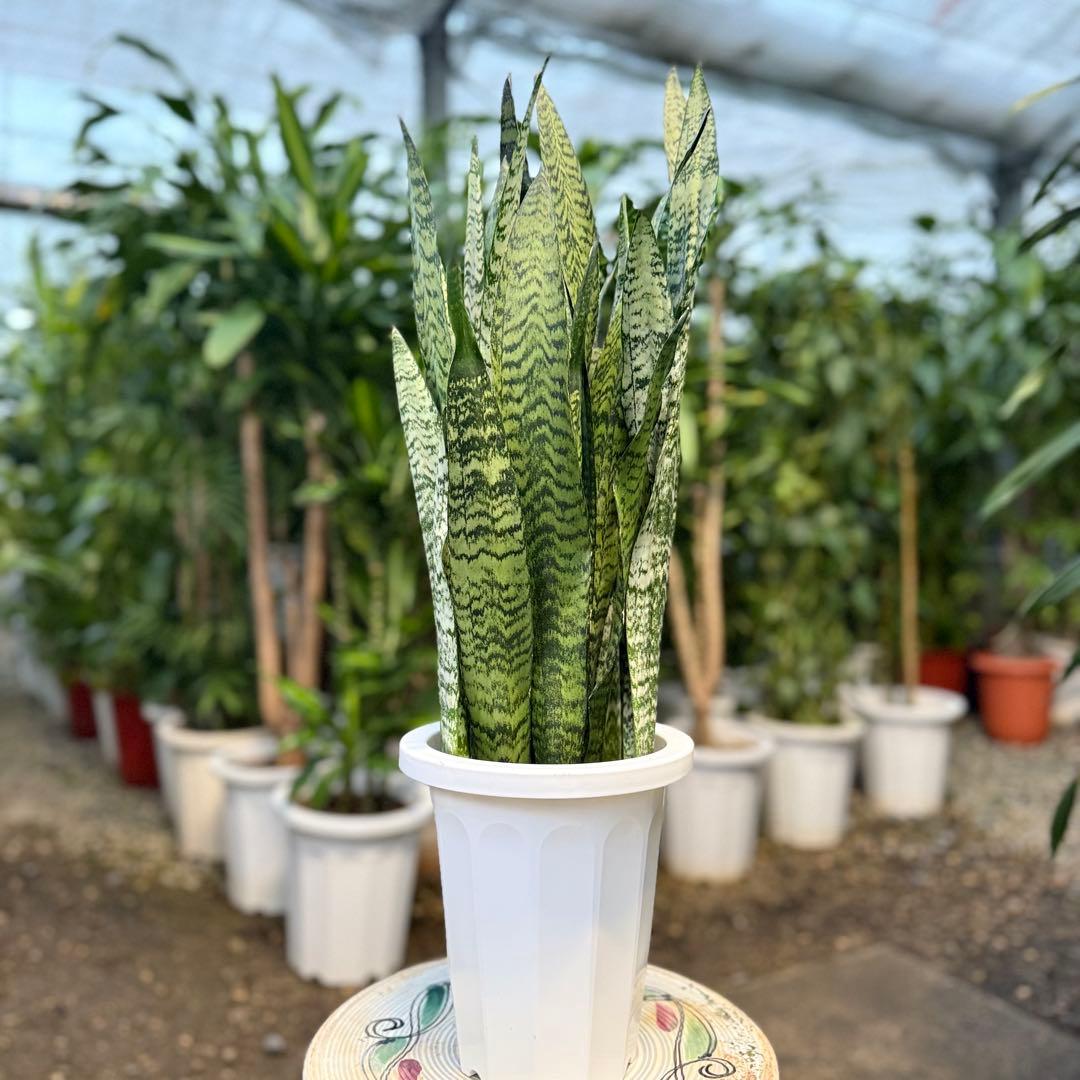 こーた ゼラニカ7号鉢 ゼラニカ5号鉢 2セット