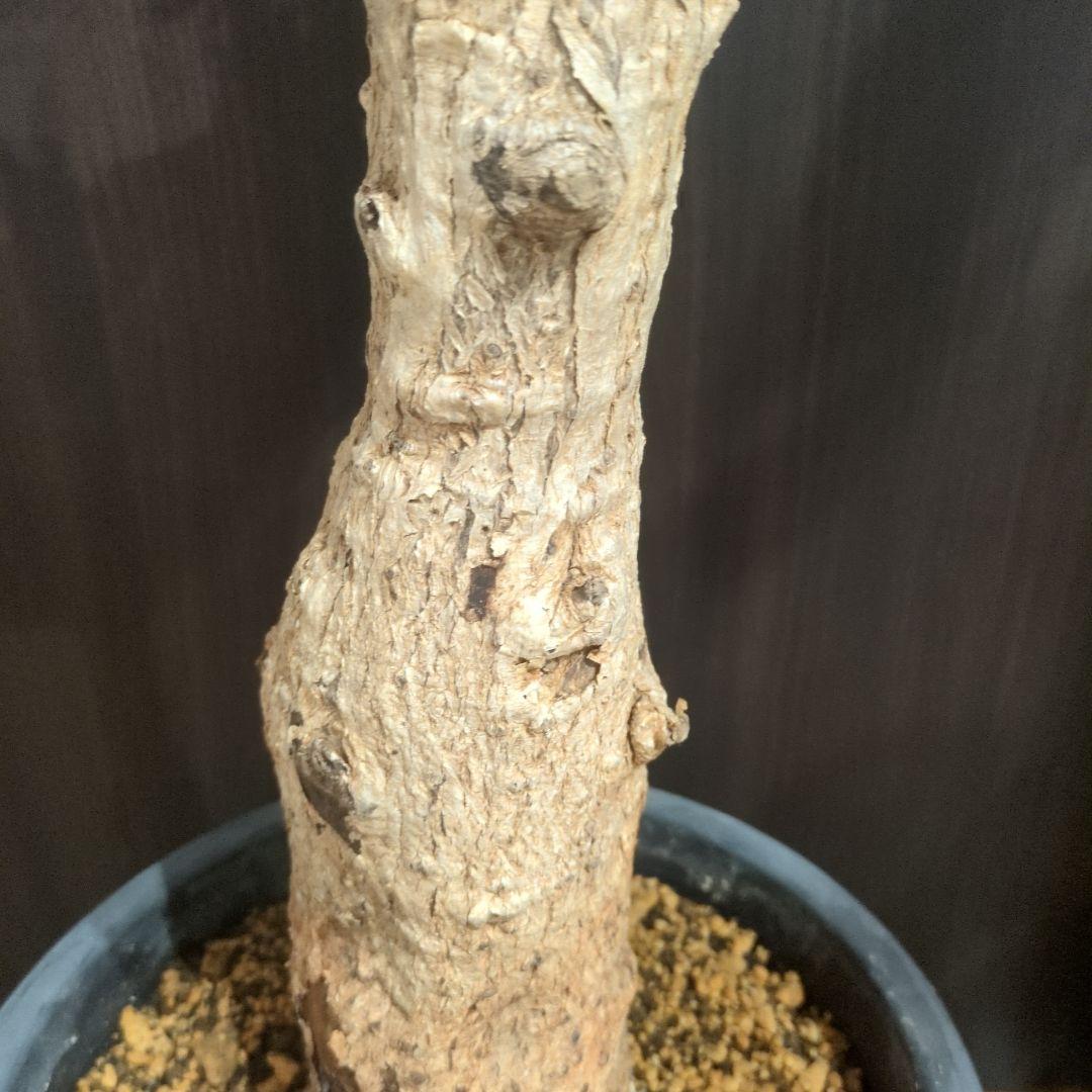 超特大 アダンソニア ディギタ バオバブ 塊根植物　パキプス　コーデックス