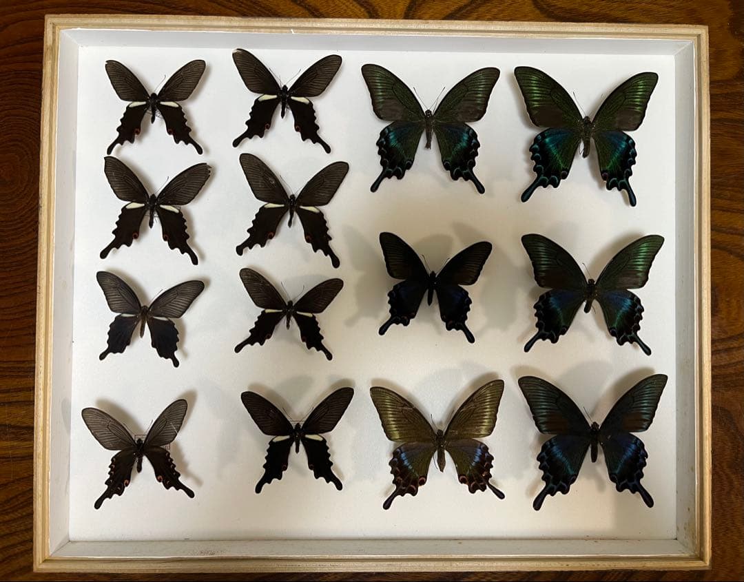 蝶標本 希少ミヤマカラスアゲハ標本ガラス木箱現状品のみ41x50x6cm