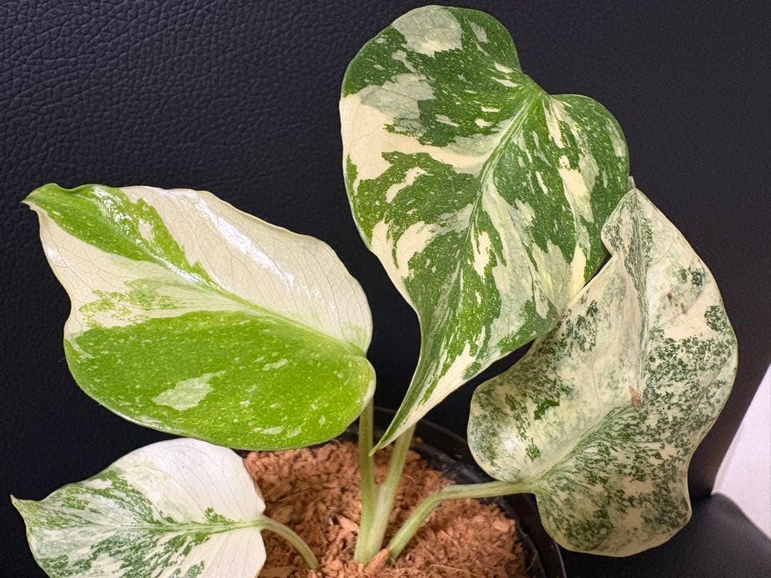 Monstera Deliciosa Legacy モンステラ　レガシー　斑入り