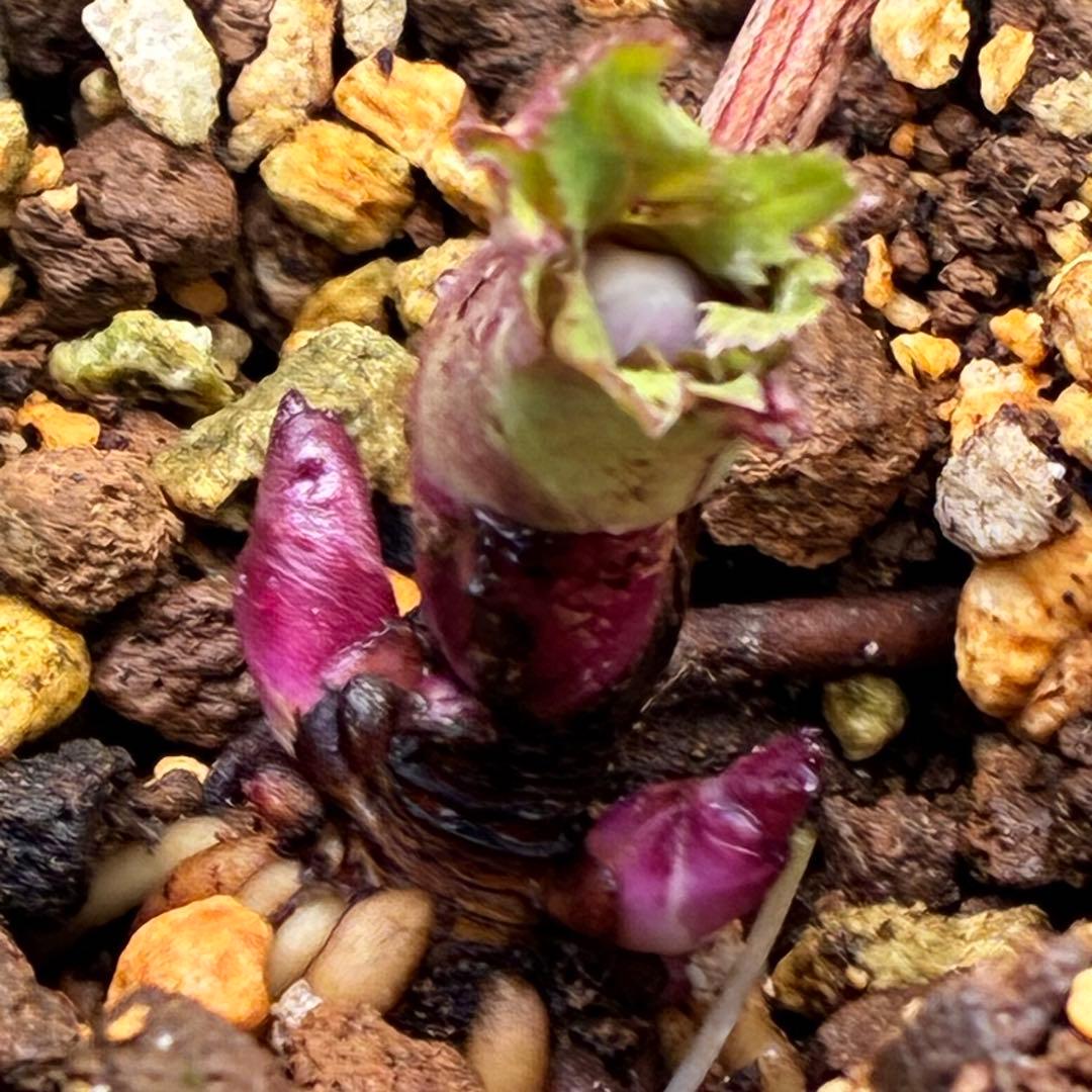 の*ん様 ☘️蕾付き☘️3377⭐️極上⭐️小輪⭐️芳香⭐️ノスタルジア系⭐️オ