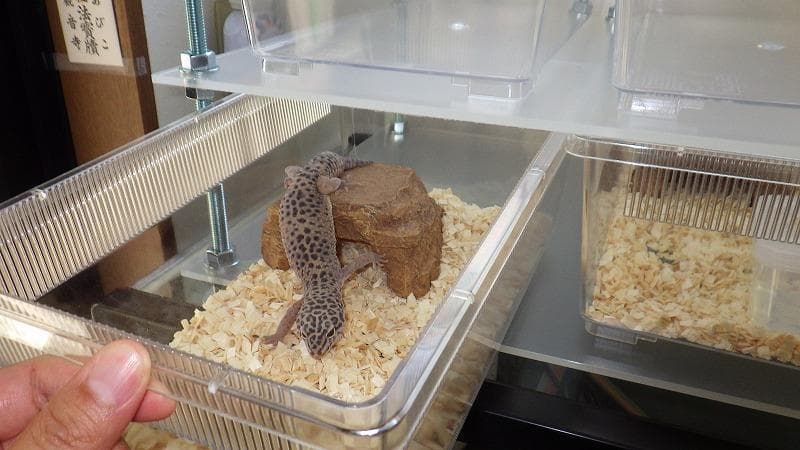 レオパ、ヘビの飼育ケージ　スネークラック