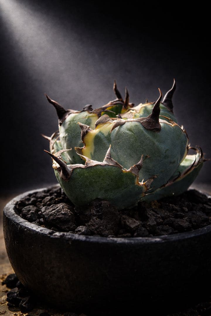 ブラックアンドブルー【ピンク斑入り】【ボールタイプ】【ramat鉢】